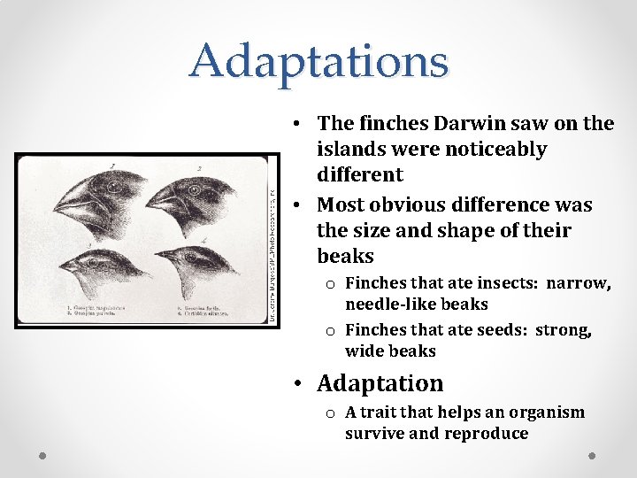 Adaptations • The finches Darwin saw on the islands were noticeably different • Most