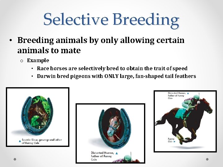 Selective Breeding • Breeding animals by only allowing certain animals to mate o Example