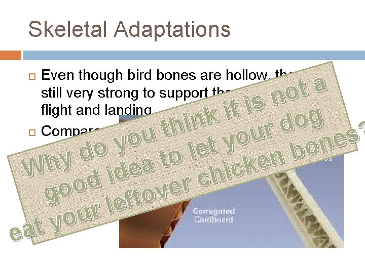 Skeletal Adaptations Even though bird bones are hollow, they are still very strong to