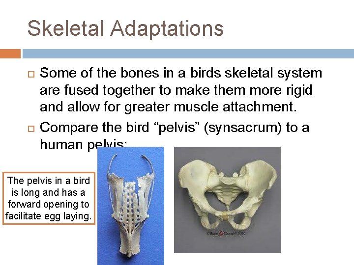 Skeletal Adaptations Some of the bones in a birds skeletal system are fused together