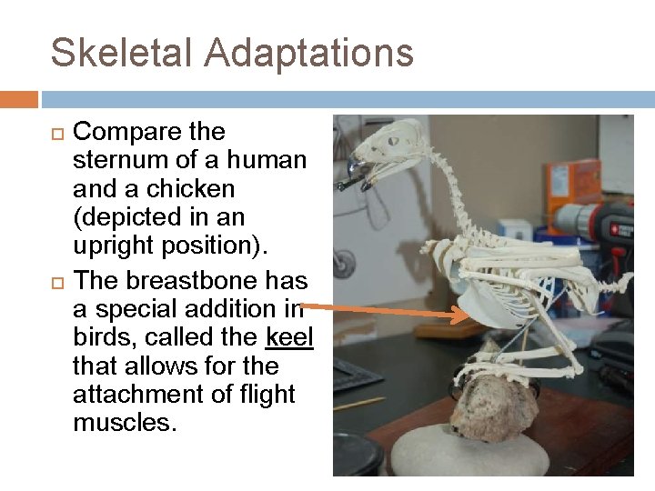 Skeletal Adaptations Compare the sternum of a human and a chicken (depicted in an