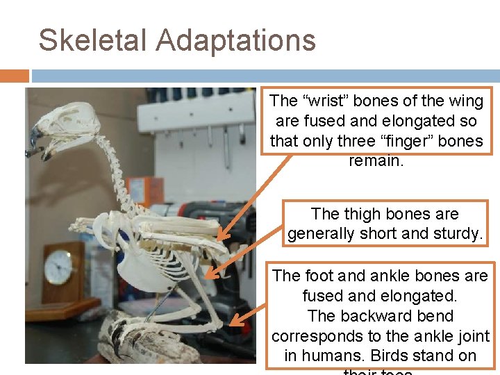 Skeletal Adaptations The “wrist” bones of the wing are fused and elongated so that
