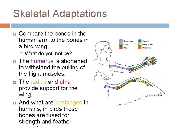 Skeletal Adaptations Compare the bones in the human arm to the bones in a
