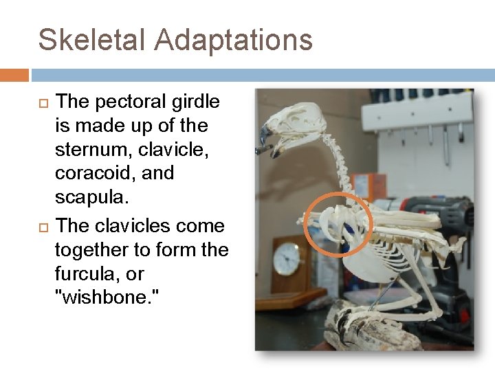 Skeletal Adaptations The pectoral girdle is made up of the sternum, clavicle, coracoid, and