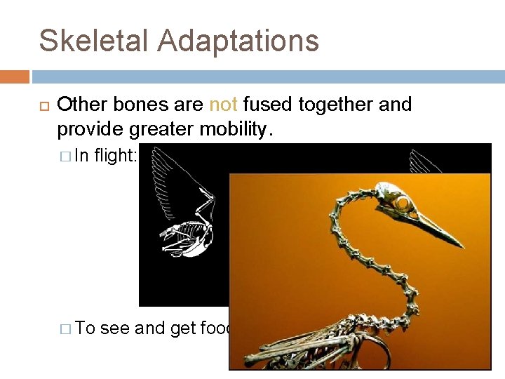 Skeletal Adaptations Other bones are not fused together and provide greater mobility. � In