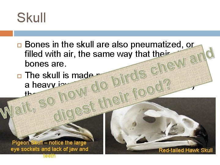 Skull Bones in the skull are also pneumatized, or filled with air, the same