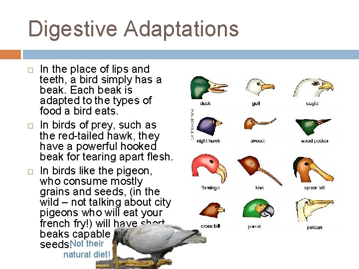 Digestive Adaptations In the place of lips and teeth, a bird simply has a
