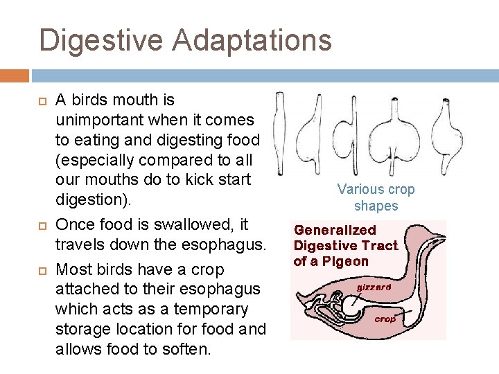 Digestive Adaptations A birds mouth is unimportant when it comes to eating and digesting