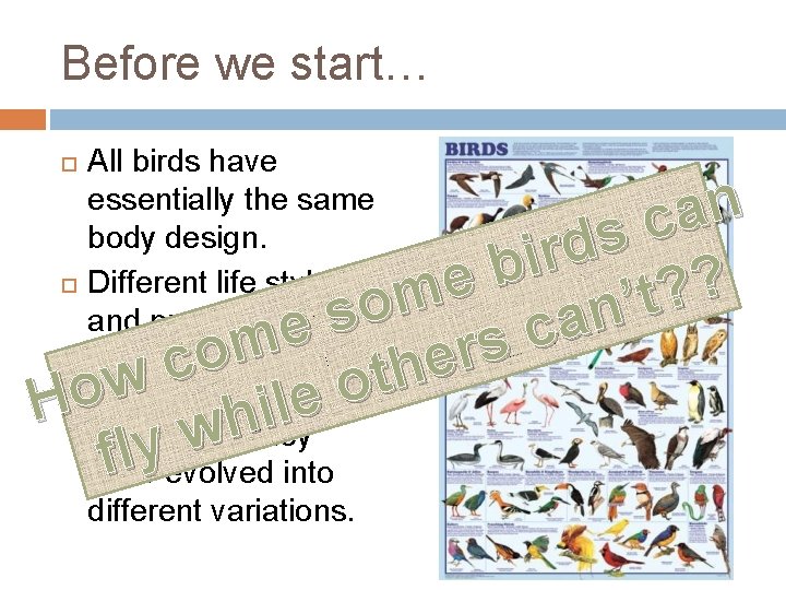 Before we start… All birds have essentially the same body design. Different life styles