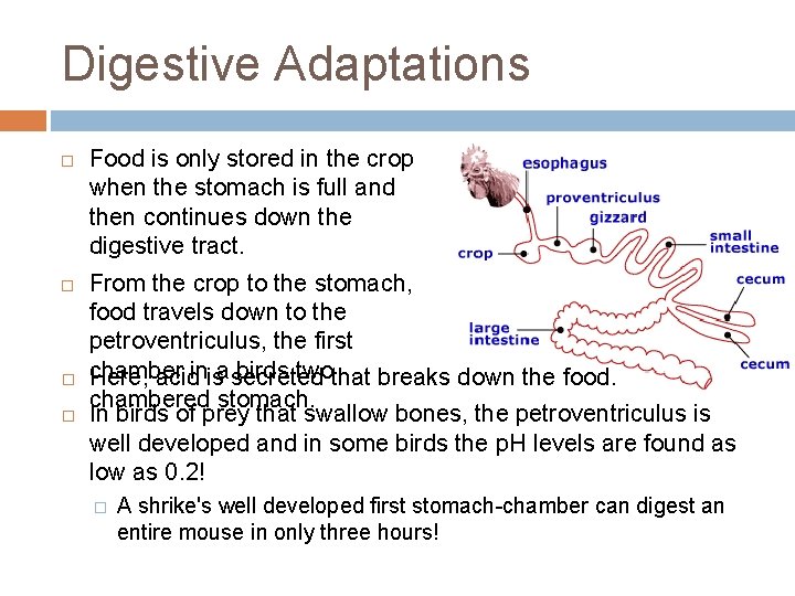 Digestive Adaptations Food is only stored in the crop when the stomach is full