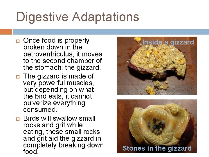 Digestive Adaptations Once food is properly broken down in the petroventriculus, it moves to