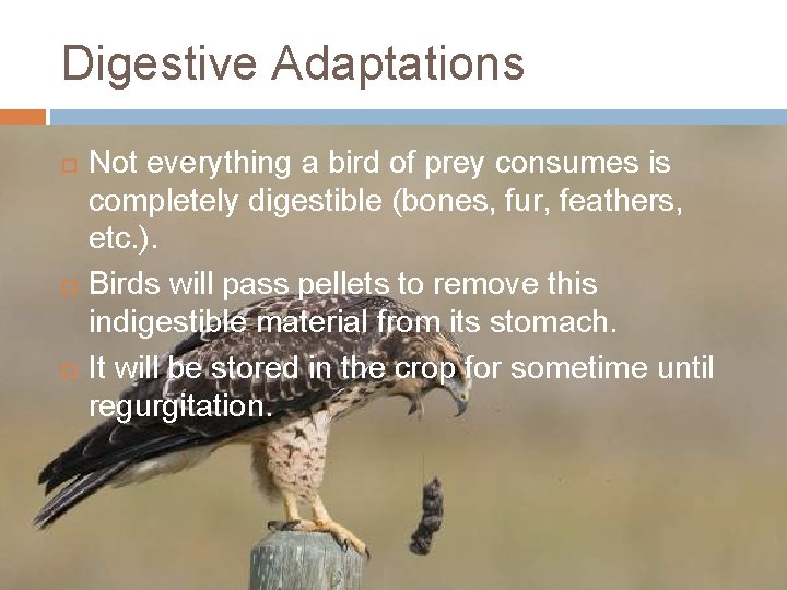 Digestive Adaptations Not everything a bird of prey consumes is completely digestible (bones, fur,
