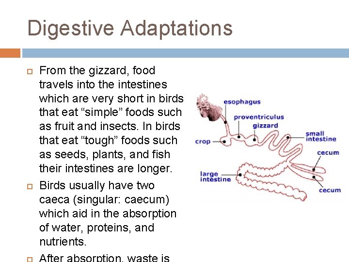 Digestive Adaptations From the gizzard, food travels into the intestines which are very short