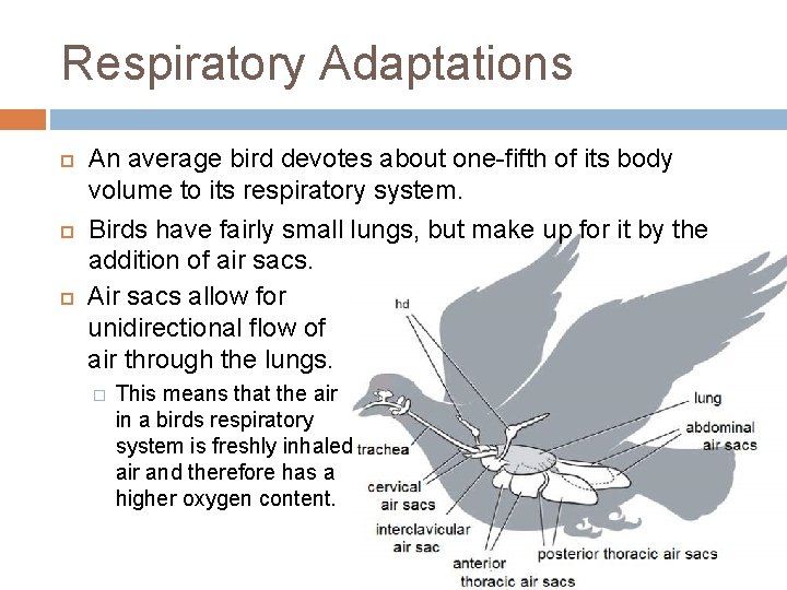 Respiratory Adaptations An average bird devotes about one-fifth of its body volume to its