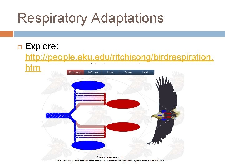 Respiratory Adaptations Explore: http: //people. eku. edu/ritchisong/birdrespiration. html 