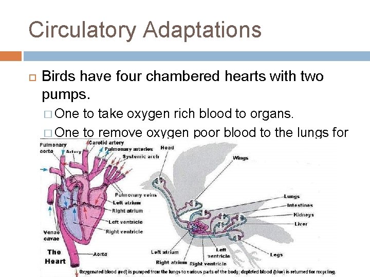 Circulatory Adaptations Birds have four chambered hearts with two pumps. � One to take