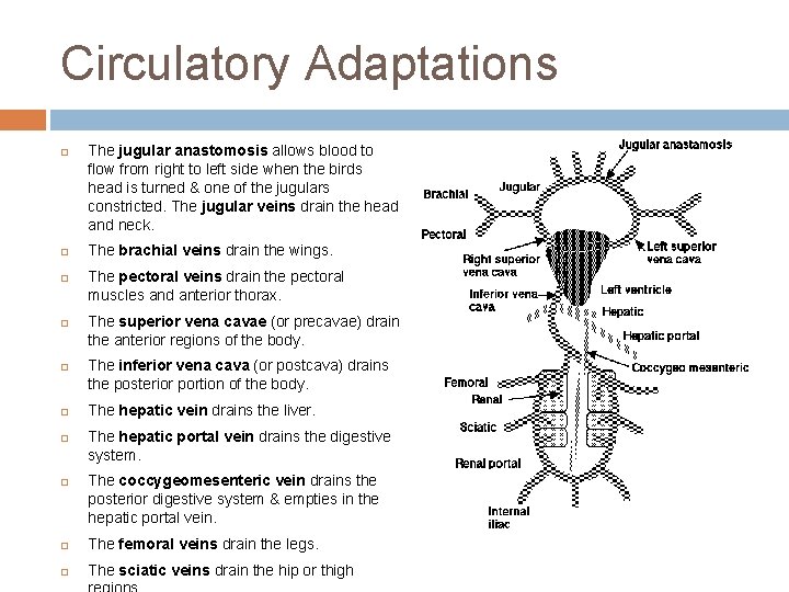 Circulatory Adaptations The jugular anastomosis allows blood to flow from right to left side