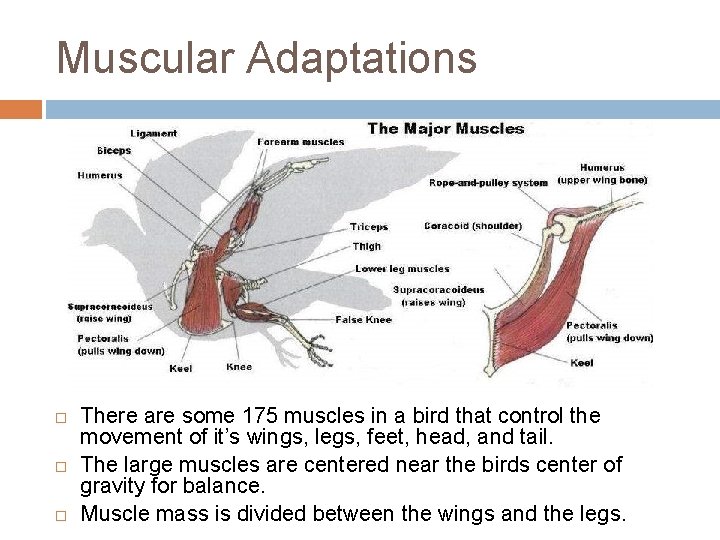 Muscular Adaptations There are some 175 muscles in a bird that control the movement