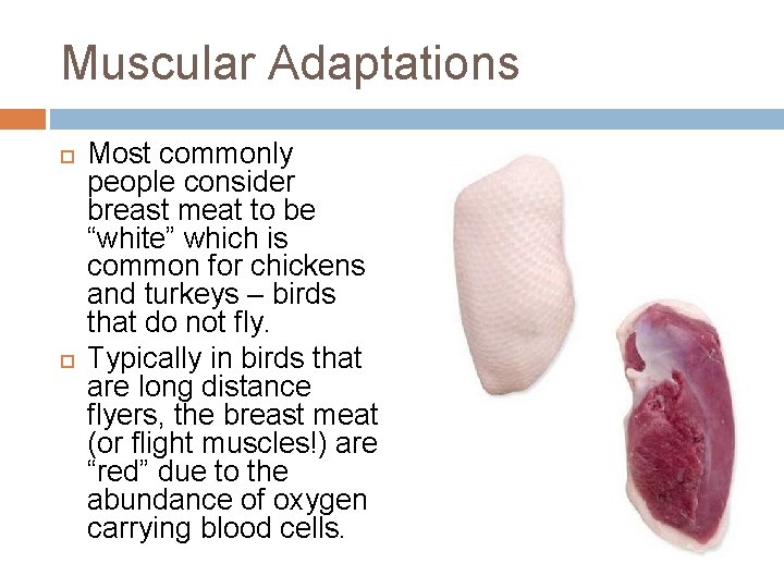 Muscular Adaptations Most commonly people consider breast meat to be “white” which is common