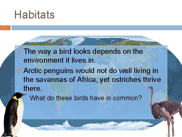Habitats The way a bird looks depends on the environment it lives in. Arctic