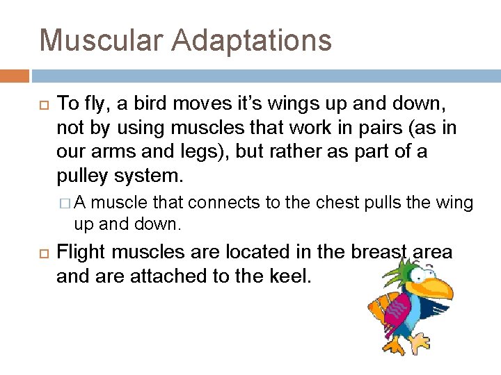 Muscular Adaptations To fly, a bird moves it’s wings up and down, not by