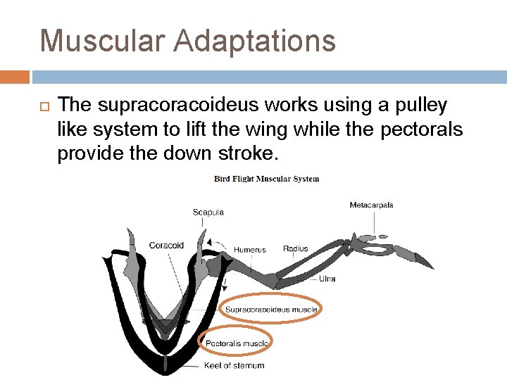 Muscular Adaptations The supracoideus works using a pulley like system to lift the wing