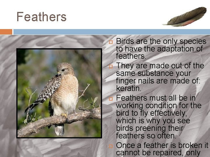 Feathers Birds are the only species to have the adaptation of feathers. They are