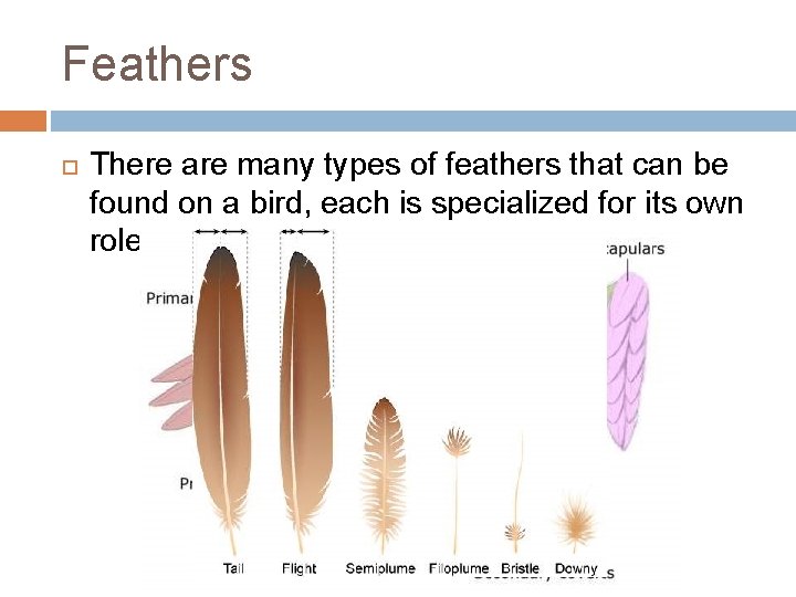 Feathers There are many types of feathers that can be found on a bird,