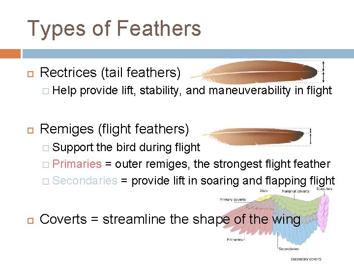Types of Feathers Rectrices (tail feathers) � Help provide lift, stability, and maneuverability in