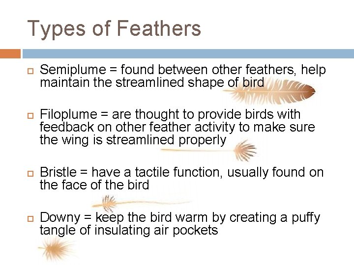 Types of Feathers Semiplume = found between other feathers, help maintain the streamlined shape