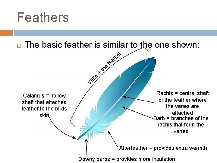 Feathers The basic feather is similar to the one shown: r e ne =