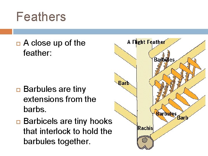 Feathers A close up of the feather: Barbules are tiny extensions from the barbs.