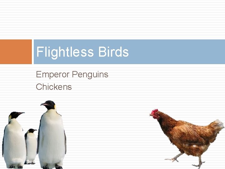 Flightless Birds Emperor Penguins Chickens 