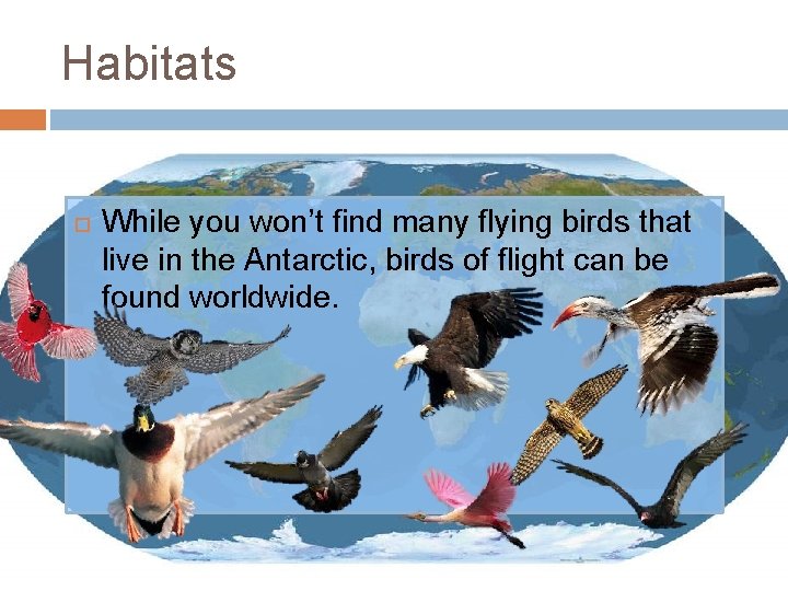 Habitats While you won’t find many flying birds that live in the Antarctic, birds