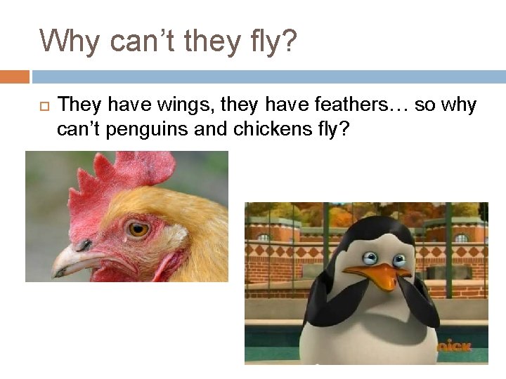Why can’t they fly? They have wings, they have feathers… so why can’t penguins