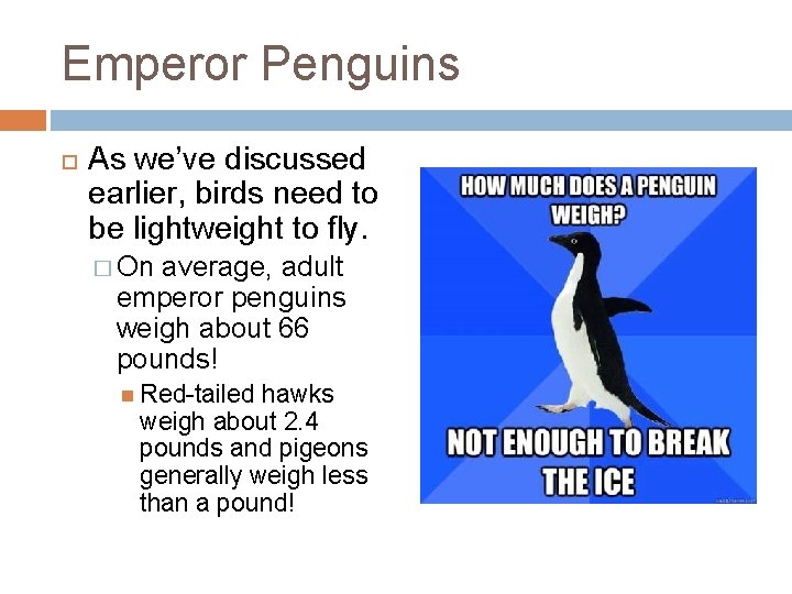 Emperor Penguins As we’ve discussed earlier, birds need to be lightweight to fly. �