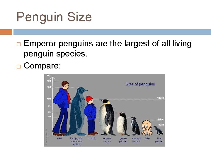 Penguin Size Emperor penguins are the largest of all living penguin species. Compare: 