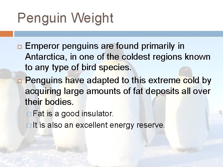 Penguin Weight Emperor penguins are found primarily in Antarctica, in one of the coldest