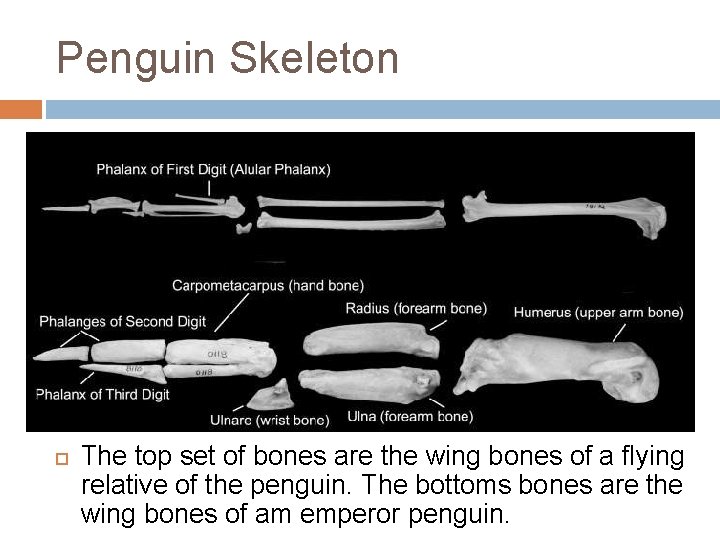 Penguin Skeleton Unlike birds of flight, penguin bones are solid and dense which help