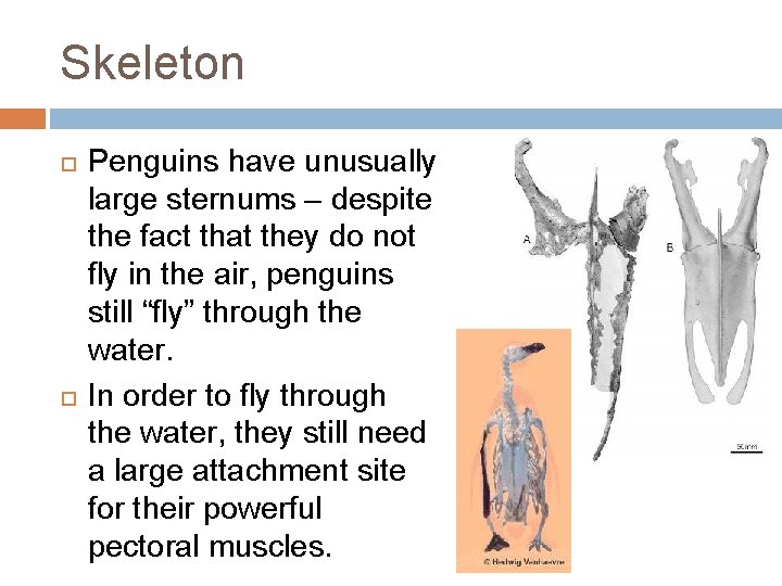 Skeleton Penguins have unusually large sternums – despite the fact that they do not