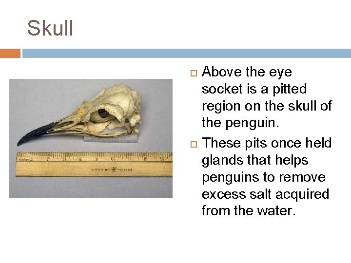 Skull Above the eye socket is a pitted region on the skull of the