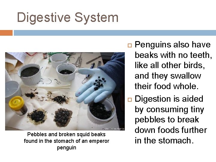 Digestive System Pebbles and broken squid beaks found in the stomach of an emperor