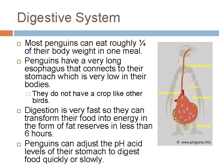 Digestive System Most penguins can eat roughly ¼ of their body weight in one