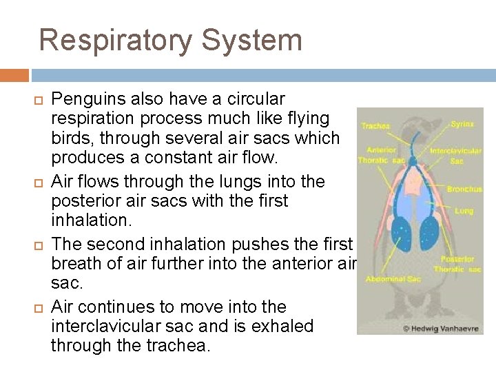 Respiratory System Penguins also have a circular respiration process much like flying birds, through