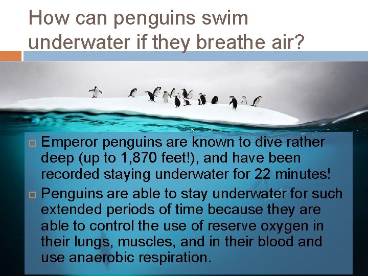 How can penguins swim underwater if they breathe air? Emperor penguins are known to