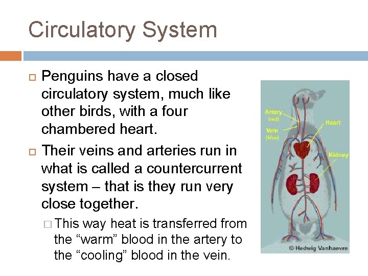 Circulatory System Penguins have a closed circulatory system, much like other birds, with a