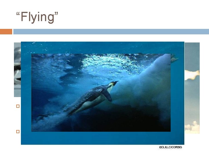 “Flying” Technically, penguins don’t “fly” in the typical sense. Rather they “fly” through the