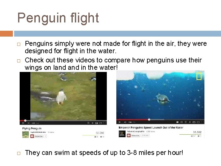 Penguin flight Penguins simply were not made for flight in the air, they were