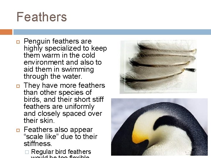 Feathers Penguin feathers are highly specialized to keep them warm in the cold environment