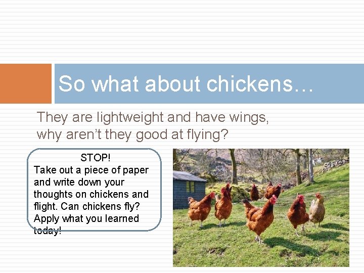 So what about chickens… They are lightweight and have wings, why aren’t they good